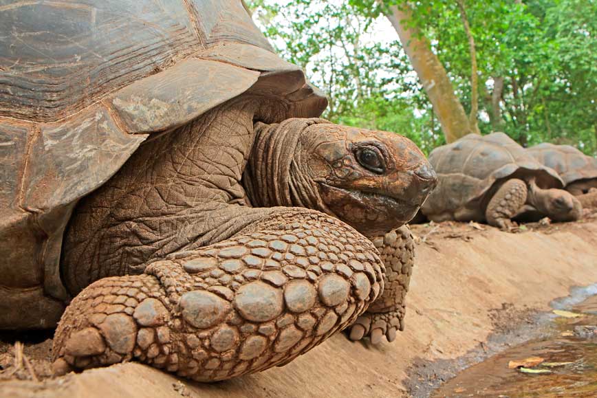 Riesen-Schildkröte